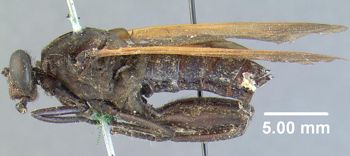 Media type: image;   Entomology 10661 Aspect: habitus lateral view